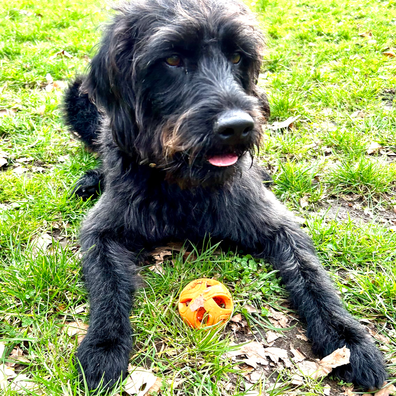 Sommerpflege vom Hundefriseur