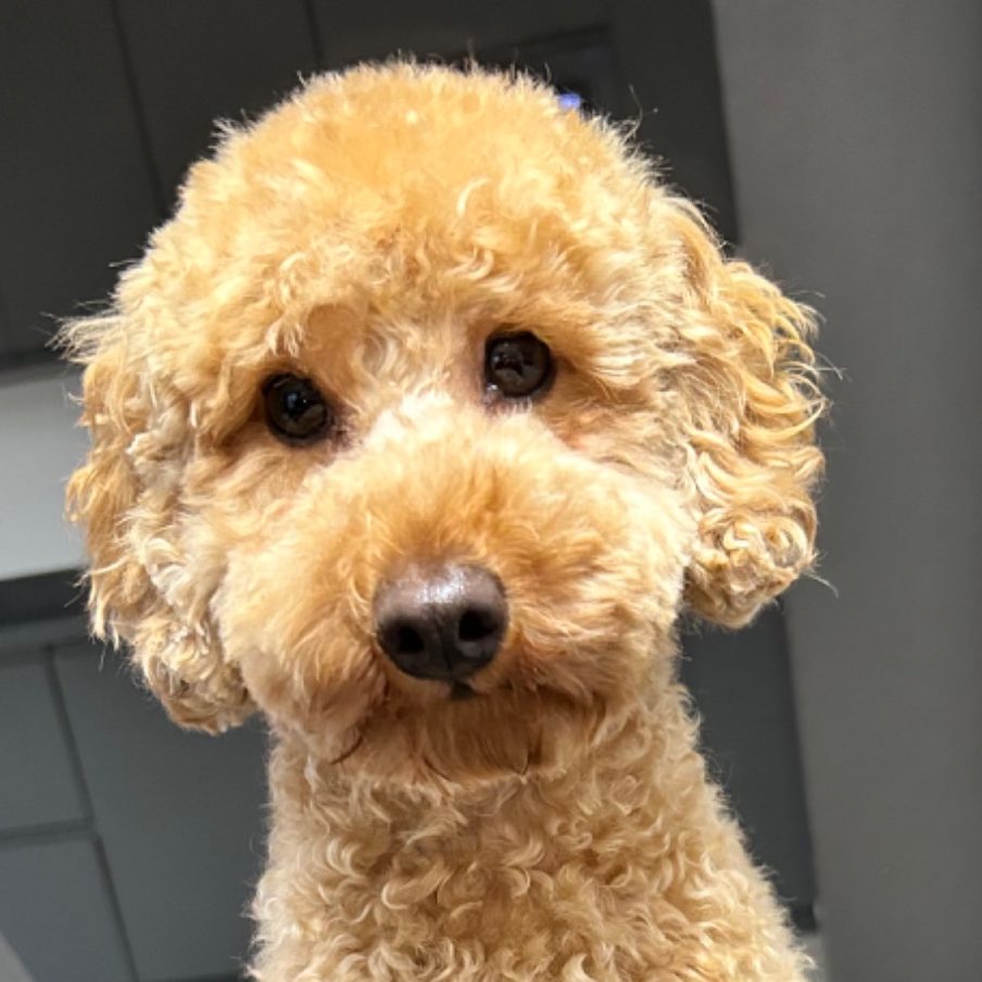 Grober Köln mobil Hundefriseur