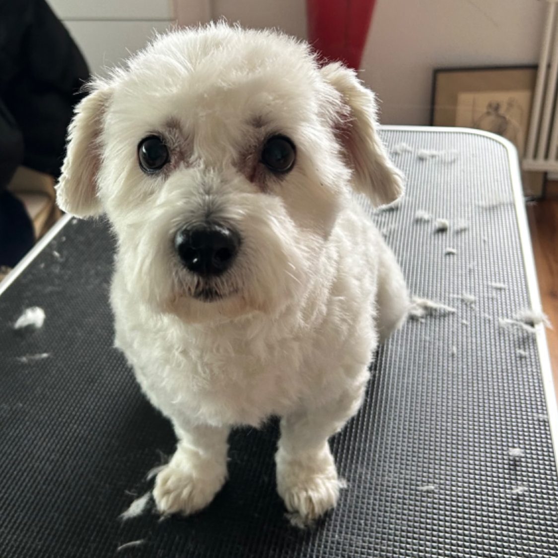 Hundefriseur Köln