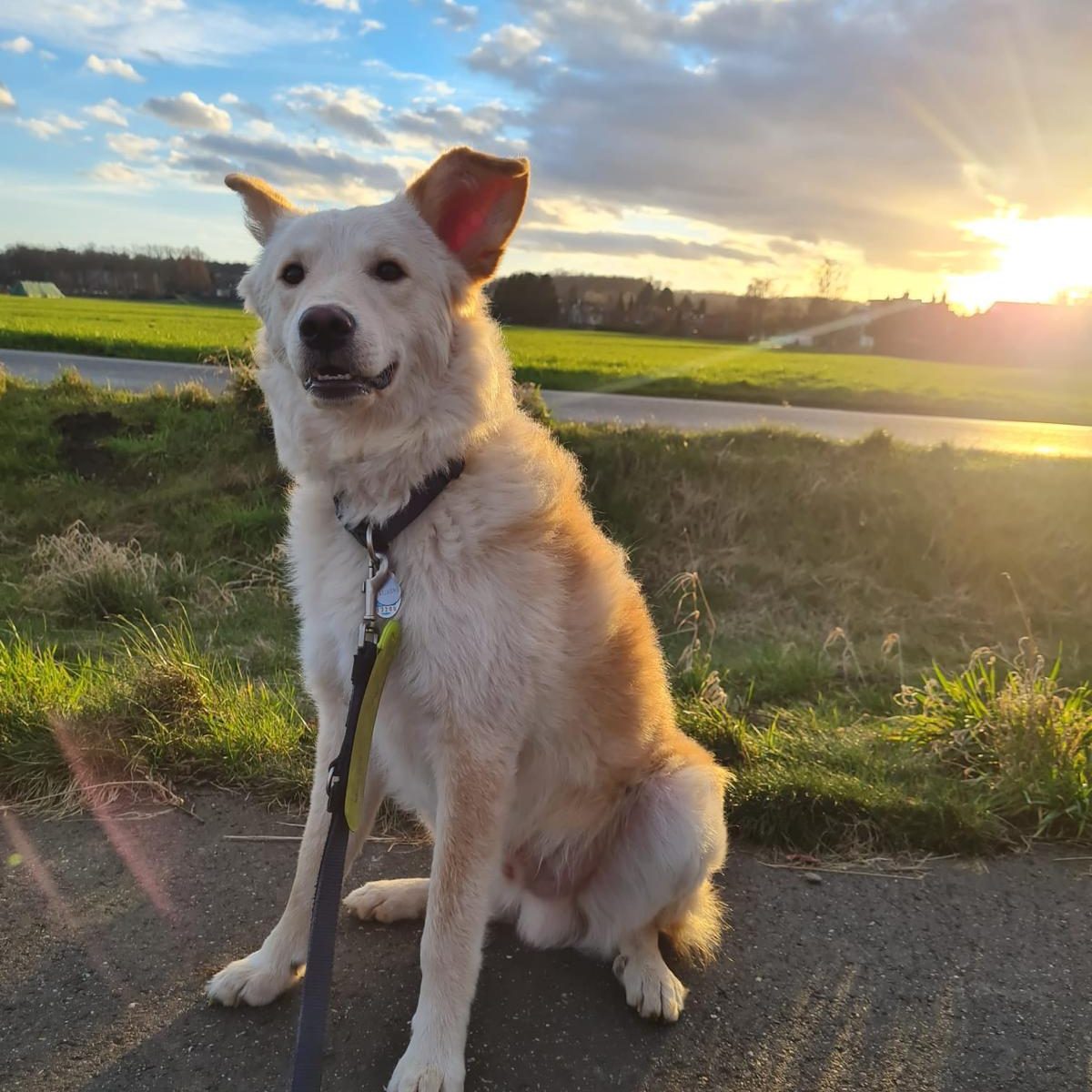 Sommerpflege vom Hundefriseur
